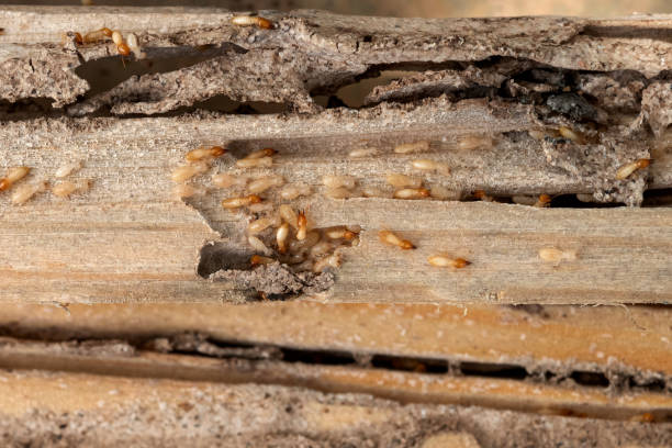Best Pest Inspection Near Me  in Allendale, MI